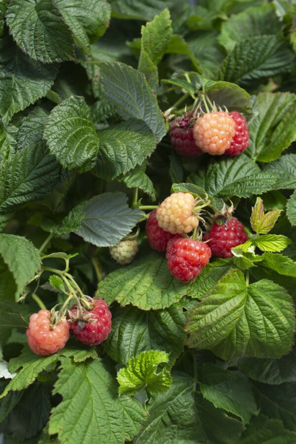 Raspberry Shortcake® (BB) - Image 2