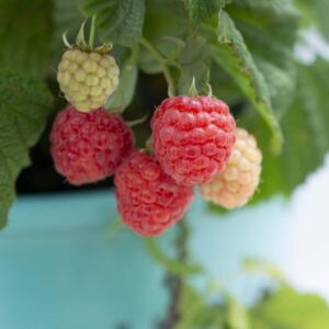 Raspberry Shortcake® (BB)