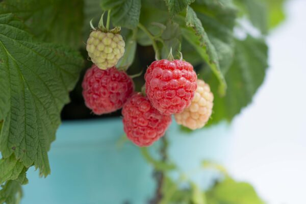 Raspberry Shortcake® (BB)
