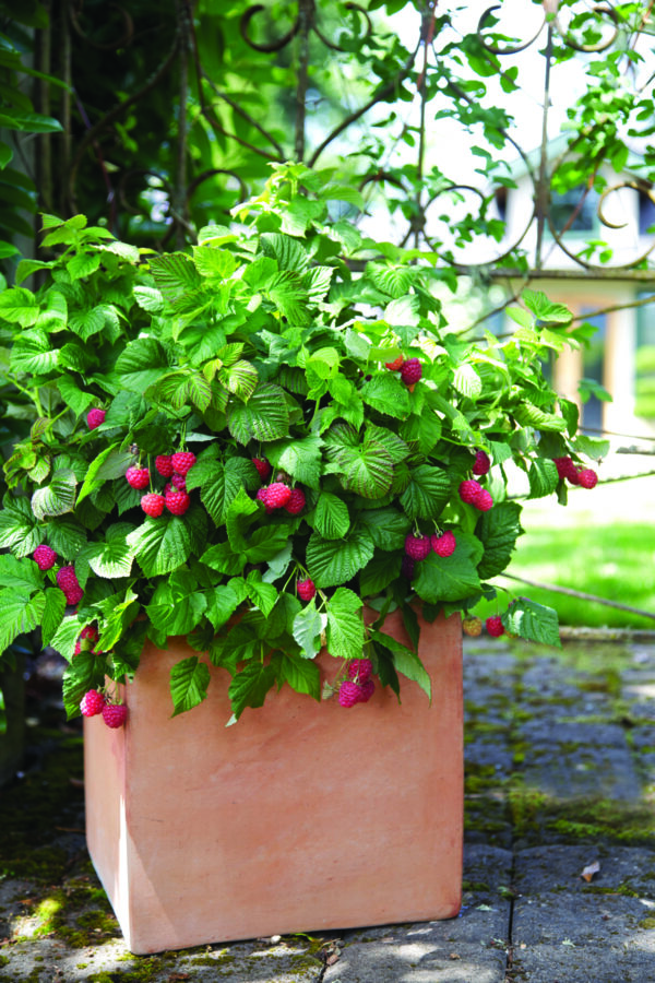 Raspberry Shortcake® (BB) - Image 3