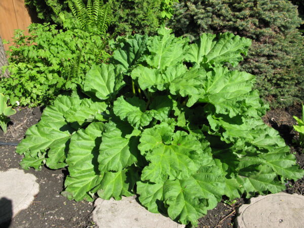 Rhubarb Canada Red