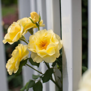 Rosa Easy Elegance® High Voltage (EE)