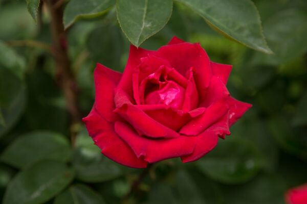 Rosa Easy Elegance® Kashmir (EE) - Image 4