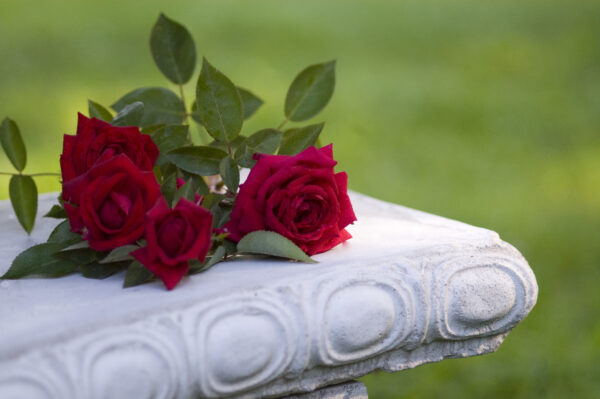 Rosa Easy Elegance® Kashmir (EE) - Image 5