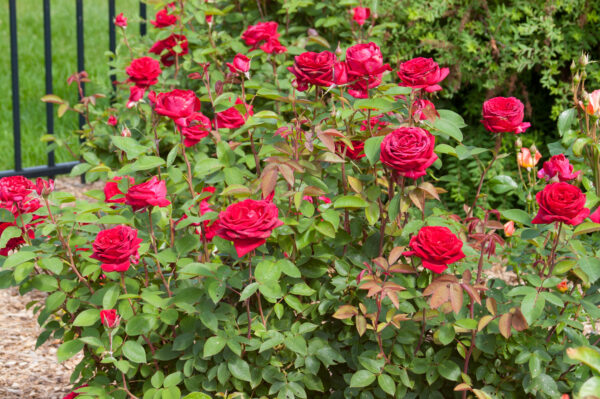 Rosa Easy Elegance® Kashmir (EE) - Image 3