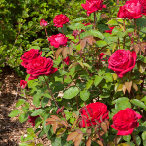 Rosa Easy Elegance® Kashmir (EE)