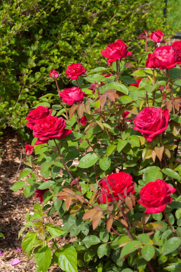 Rosa Easy Elegance® Kashmir (EE)