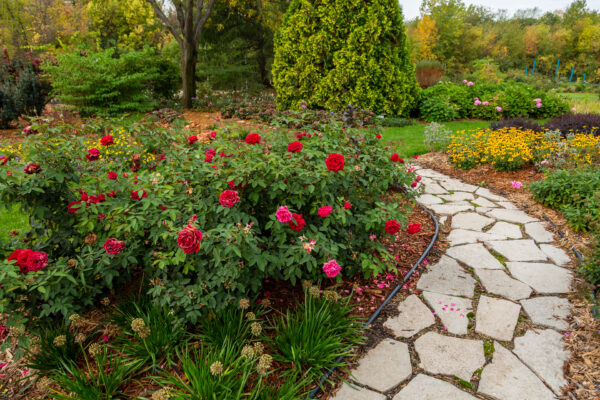 Rosa Easy Elegance® Kashmir (EE) - Image 2