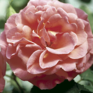 Rosa Easy Elegance® Kiss Me (EE)