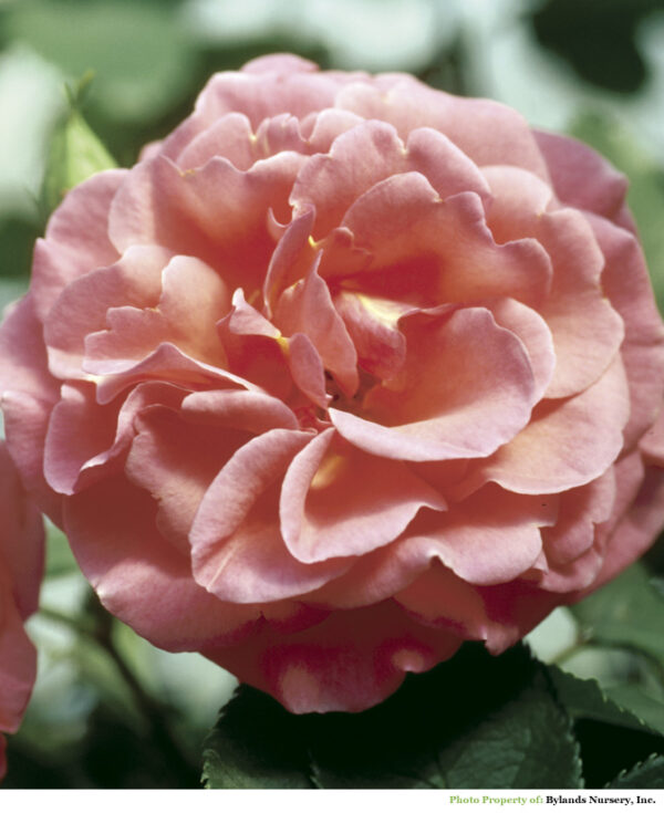 Rosa Easy Elegance® Kiss Me (EE)