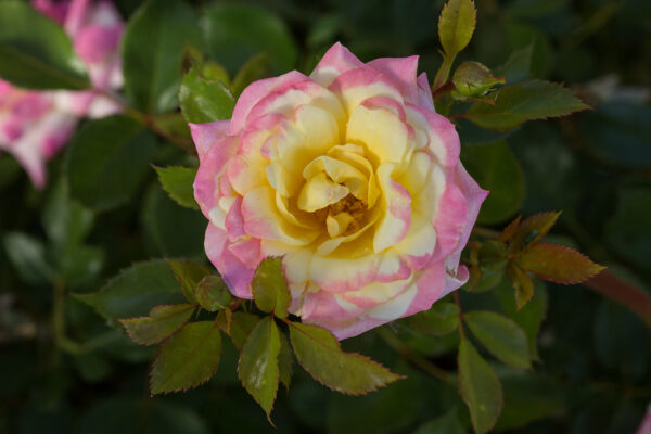 Rosa Easy Elegance® Music Box (EE) - Image 6