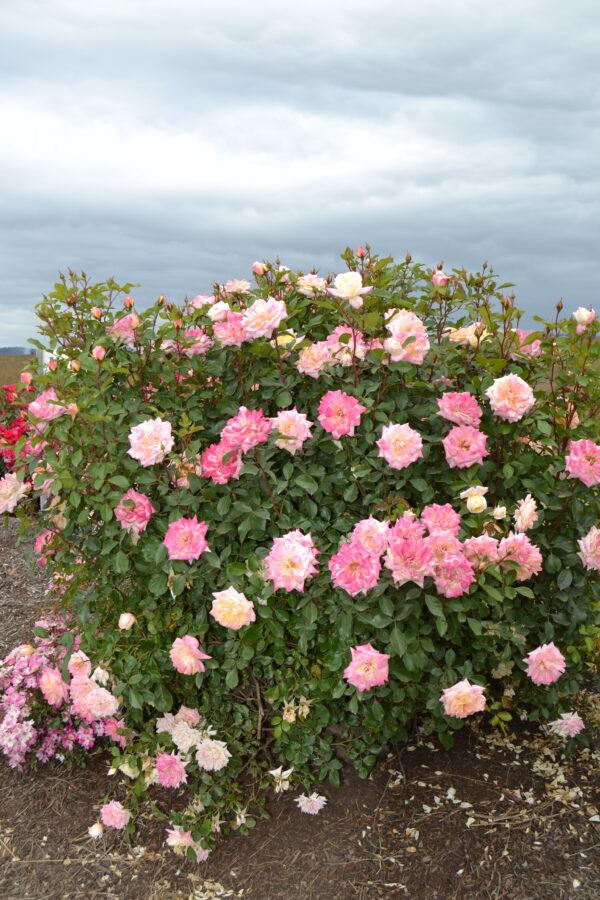 Rosa Easy Elegance® Music Box (EE) - Image 3