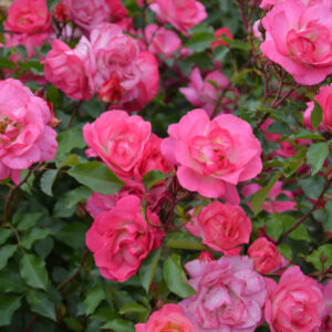 Rosa Easy Elegance® Sunrise Sunset (EE)