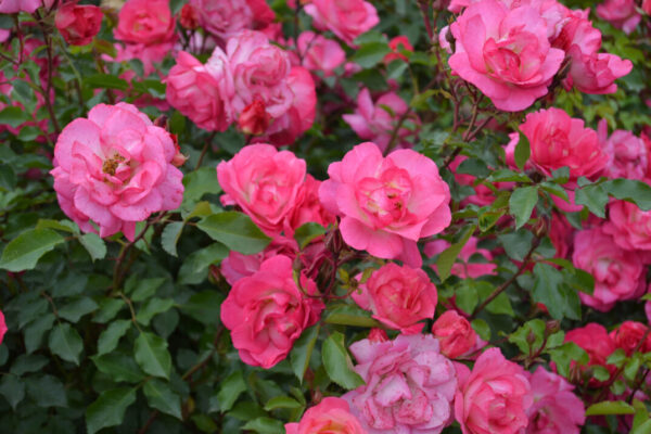 Rosa Easy Elegance® Sunrise Sunset (EE)