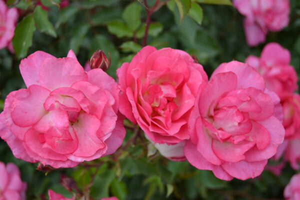 Rosa Easy Elegance® Sunrise Sunset (EE) - Image 5