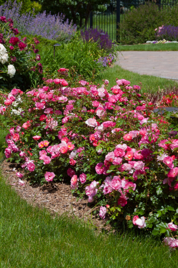 Rosa Easy Elegance® Sunrise Sunset (EE) - Image 2