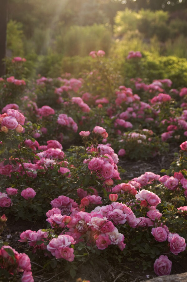 Rosa Easy Elegance® Sunrise Sunset (EE) - Image 4