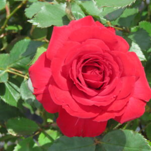 Rosa Empowerment