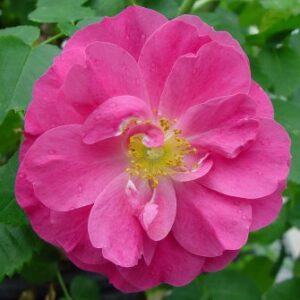 Rosa Explorer John Cabot