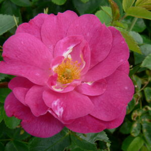 Rosa Explorer John Davis