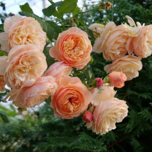 Rosa Flavorette® Honey-Apricot (PW)