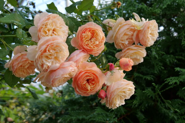 Rosa Flavorette® Honey-Apricot (PW)