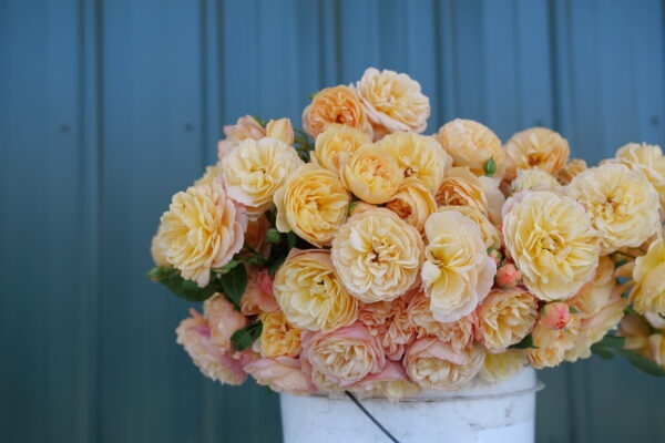 Rosa Flavorette® Honey-Apricot (PW) - Image 4