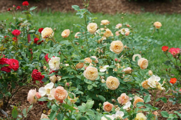 Rosa Flavorette® Honey-Apricot (PW) - Image 2