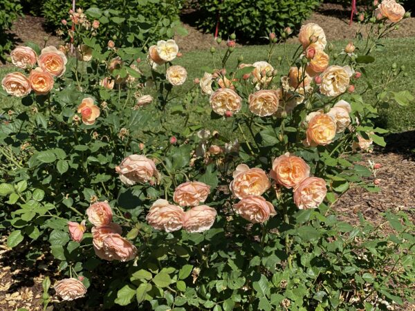 Rosa Flavorette® Honey-Apricot (PW) - Image 3
