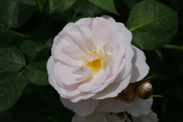 Rosa Flavorette Pear'd® (PW) - Image 3