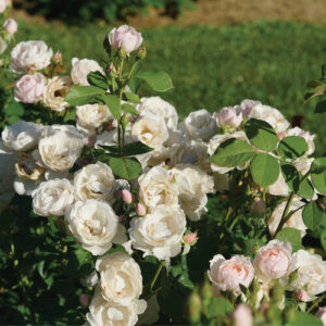 Rosa Flavorette Pear'd® (PW)