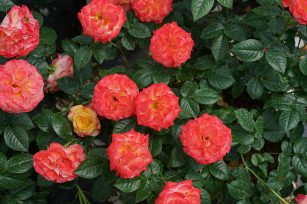 Rosa Oso Easy En Fuego® (PW) - Image 2