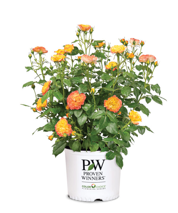 Rosa Oso Easy En Fuego® (PW) - Image 4