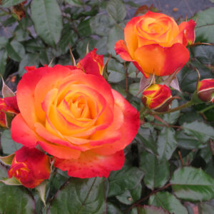 Rosa Oso Easy En Fuego® (PW)