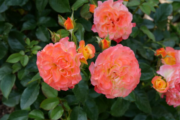 Rosa Oso Easy En Fuego® (PW) - Image 3
