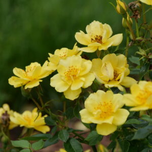 Rosa Oso Easy Lemon Zest® (PW)