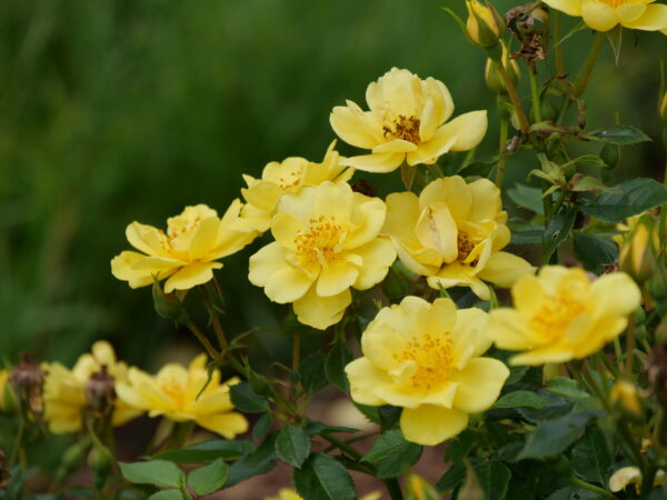 Rosa Oso Easy Lemon Zest® (PW)