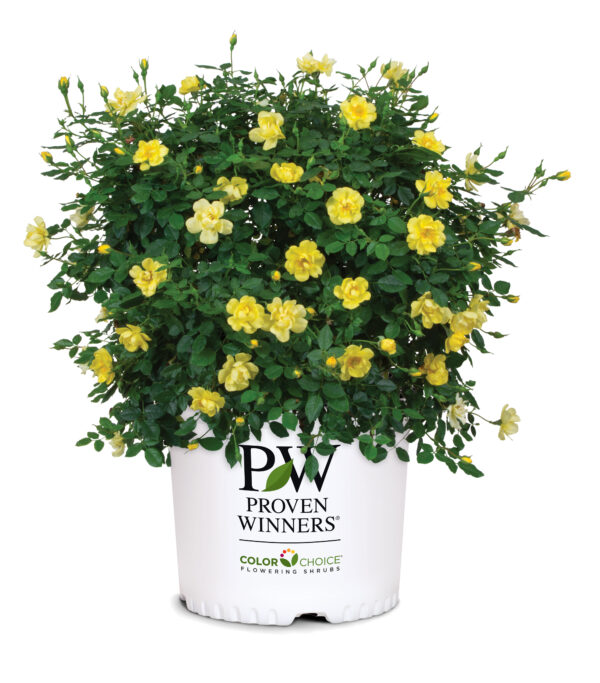 Rosa Oso Easy Lemon Zest® (PW) - Image 5