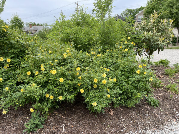 Rosa Oso Easy Lemon Zest® (PW) - Image 3