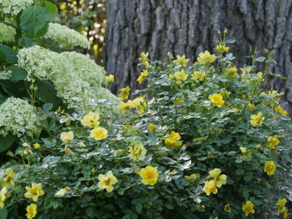Rosa Oso Easy Lemon Zest® (PW) - Image 4