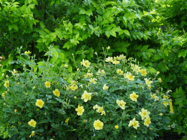 Rosa Oso Easy Lemon Zest® (PW) - Image 2