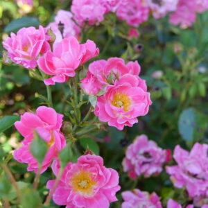 Rosa Oso Easy® Double Pink (PW)
