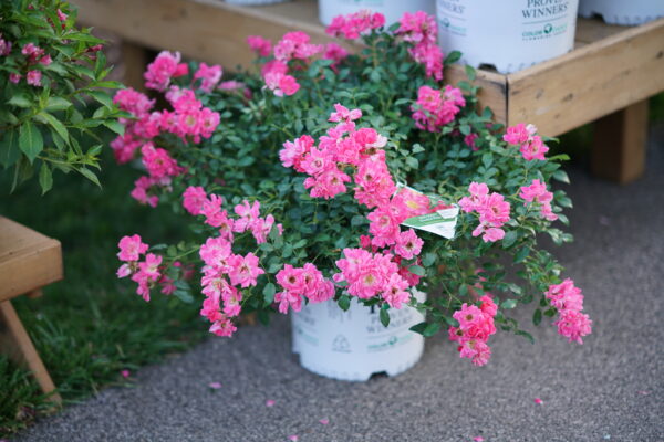 Rosa Oso Easy® Double Pink (PW) - Image 5