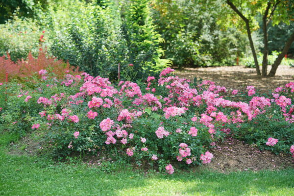Rosa Oso Easy® Double Pink (PW) - Image 3