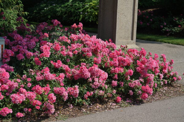 Rosa Oso Easy® Double Pink (PW) - Image 2