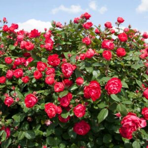 Rosa Oso Easy® Double Red (PW)