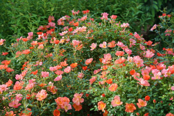 Rosa Oso Easy Hot Paprika® (PW) - Image 3