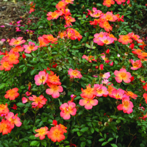 Rosa Oso Easy Hot Paprika® (PW)