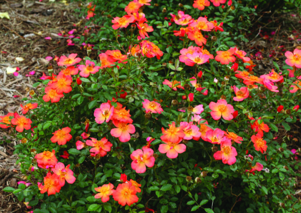 Rosa Oso Easy Hot Paprika® (PW)