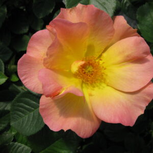 Rosa Parkland Morden Sunrise